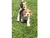 PoulaTo: Πανέμορφα κουτάβια Beagle.